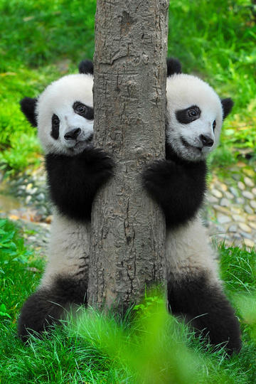 印巴边境火药味浓 中国如何应对